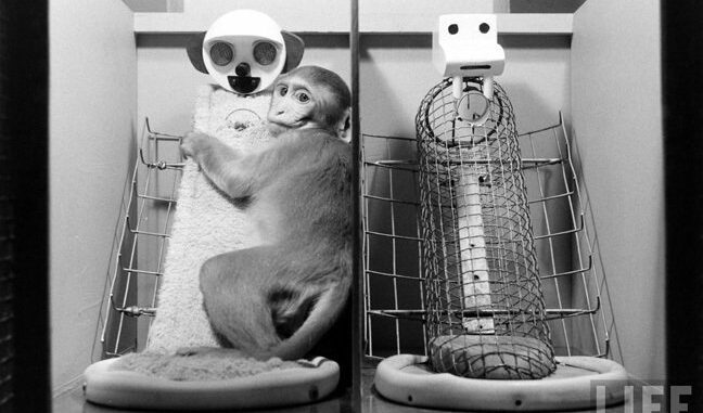 baby monkey clings to a cloth monkey doll on the left while a wire figure stands monkeyless on the right